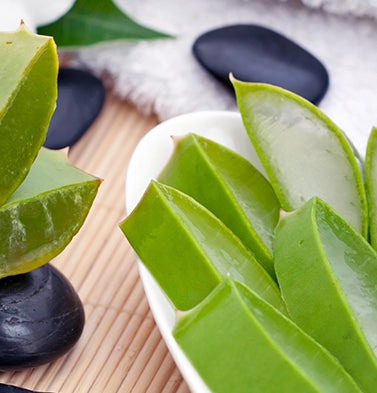 WHAT IS ALOE VERA?