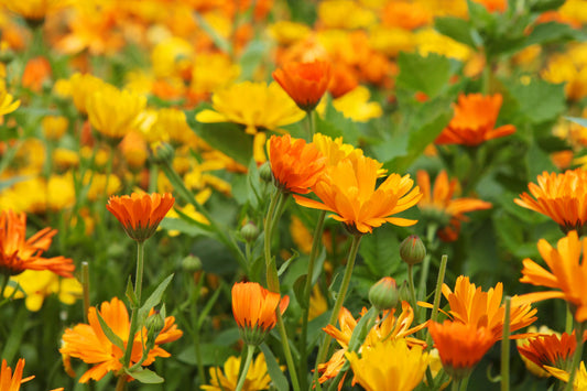 WHAT IS CALENDULA?