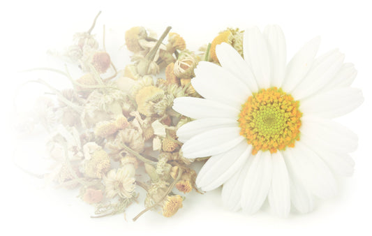 WHAT IS CHAMOMILE?