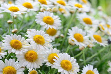 WHAT IS CHAMOMILE?