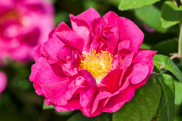 WHAT IS ROSE OIL?