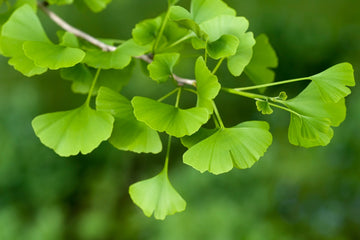 WHAT IS GINKGO BILOBA?