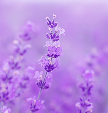 WHAT IS LAVENDER?