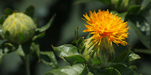 WHAT IS SAFFLOWER OIL?