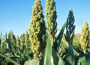 WHAT IS SORGHUM?