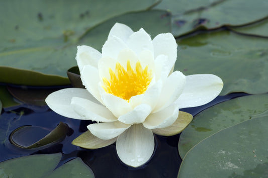 WHAT IS WATER LILY?