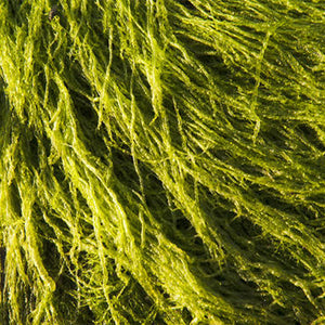 Algae Oligosaccharides