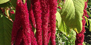 Amaranth Peptides Extract