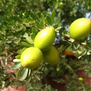 Argan Oil (Argania Spinosa Kernel Oil)