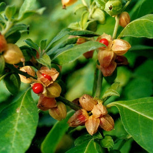 Withania Somnifera (A.K.A. Ashwagandha)