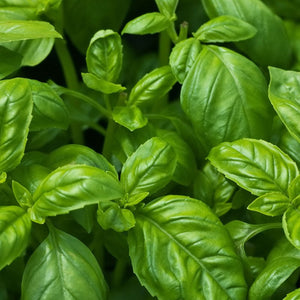 Ocimum Basilicum (Basil) Flower/Leaf Extract