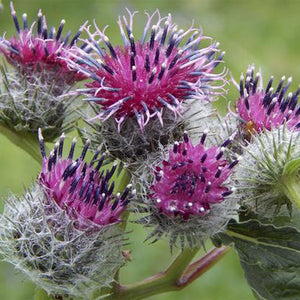 Arctium Lappa Root Extract (Burdock)