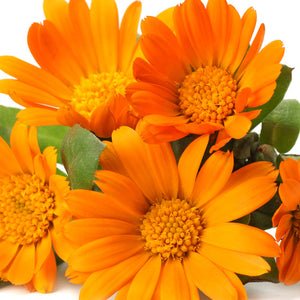 Calendula Officinalis Flower Extract