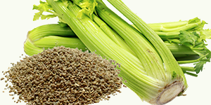 Celery Seed Extract