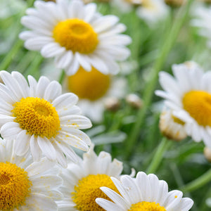 Anthemis Noblis Flower Extract & Oil (Chamomile, Roman Chamomile