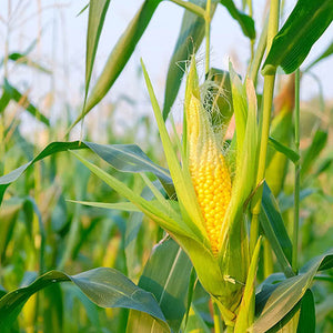 Tocopheryl Acetate (Vitamin E)