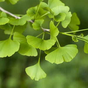 Ginkgo Biloba Leaf Extract