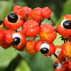 Paullinia Cupana Fruit Extract (Guarana)