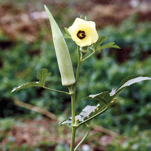 Hibiscus Esculentus Extract (Okra)