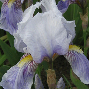 Iris Florentina (Orris) Root Extract