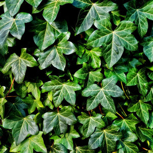 Hedera Helix (Ivy) Leaf/Stem Extract