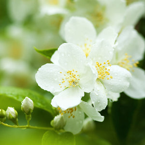 Jasminum Officinale (Jasmine) Oil / Extract