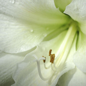 Narcissus Jonquilla Extract (Jonquil Flower)