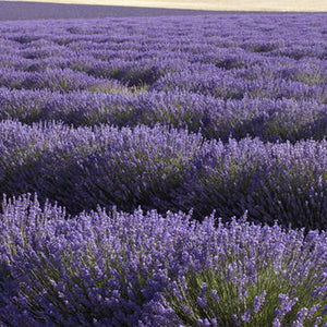 Lavandula Angustifolia (Lavender) Oil & Flower/Leaf/Stem Extract