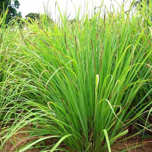 Cymbopogon Schoenanthus Extract (Lemongrass)