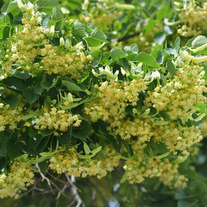 Tilia Cordata Flower Extract (Linden)