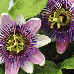 Passiflora Incarnata (Passionflower) Flower Extract