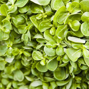 Portulaca Oleracea Extract