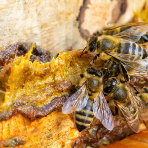 Propolis Cera (Propolis)