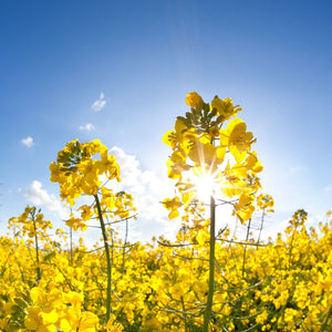 Brassica Campestris Sterols (Rapeseed)