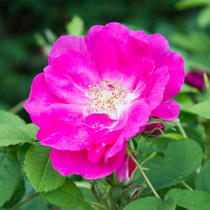 Rosa Gallica (French Rose) Flower Oil