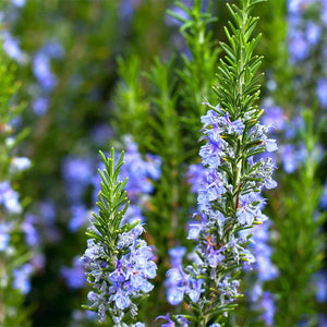 Rosmarinus Officinalis (Rosemary) Leaf Extract