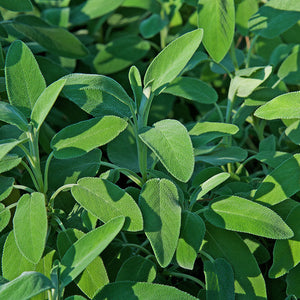 Salvia Officinalis (Sage) Leaf Extract