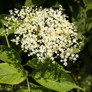 Sambucus Nigra Flower Extract (Elder)