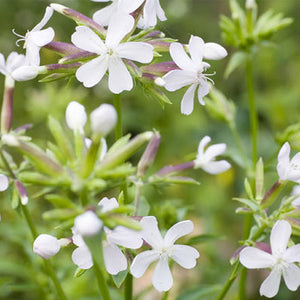 Saponaria Officinalis Leaf/Root Extract