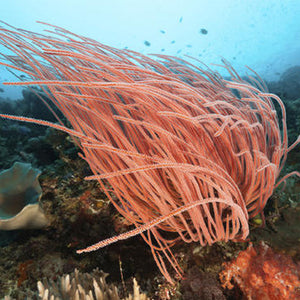 Sea Whip Extract