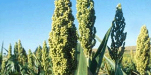 Sorghum Bicolor Stalk Juice