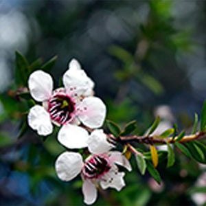 Melaleuca Alternifolia (Tea Tree) Leaf Oil