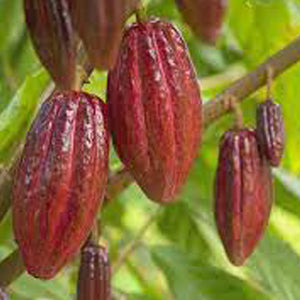 Cacao (Chocolate)