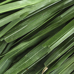 Vetiveria Zizanioides Root Oil (A.K.A. Vetiver)