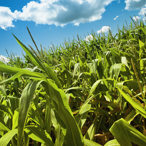 Tocopherol (Vitamin E)