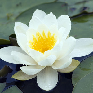 Nymphaea Alba Flower Extract (Water Lily)