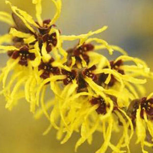 Hamamelis Virginiana (Witch Hazel) Bark/Leaf/Twig Extract